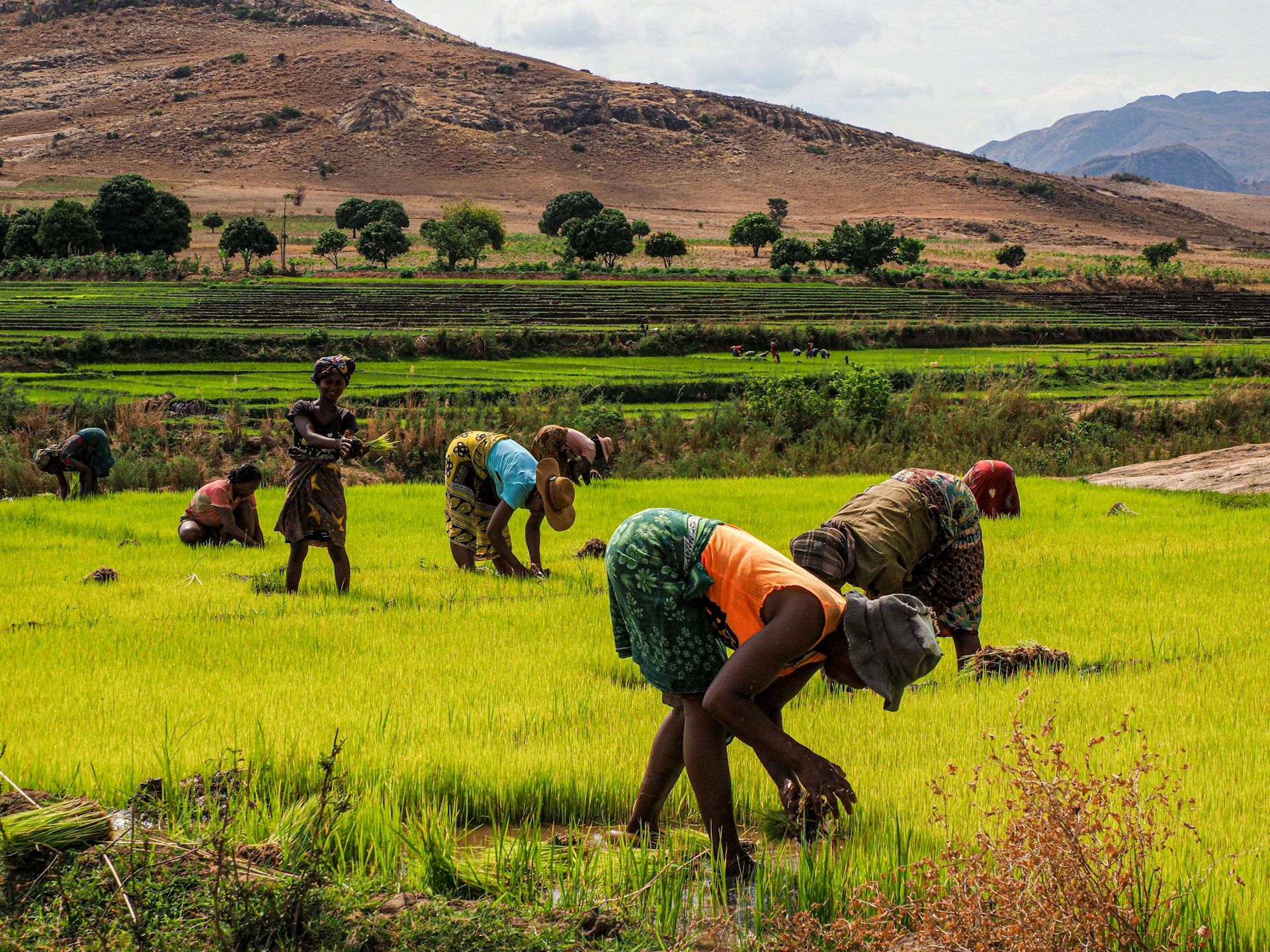 Farmers working in the field